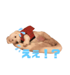 うちの犬 こももだよ！（個別スタンプ：6）