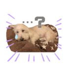 うちの犬 こももだよ！（個別スタンプ：7）