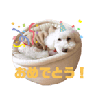 うちの犬 こももだよ！（個別スタンプ：8）