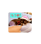 ロングコートチワワのゆずちゃん（個別スタンプ：6）