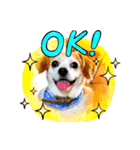 LUCKYだワン！（個別スタンプ：1）