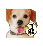 LUCKYだワン！（個別スタンプ：4）