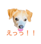 LUCKYだワン！（個別スタンプ：5）