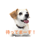 LUCKYだワン！（個別スタンプ：7）