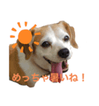 LUCKYだワン！（個別スタンプ：8）