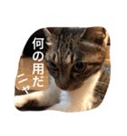 ツンデレ猫サマ（個別スタンプ：2）