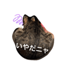ツンデレ猫サマ（個別スタンプ：3）