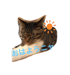 ツンデレ猫サマ（個別スタンプ：5）
