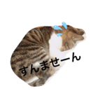 ツンデレ猫サマ（個別スタンプ：8）
