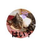 ツンデレ猫サマ（個別スタンプ：10）
