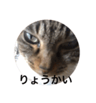 ツンデレ猫サマ（個別スタンプ：11）
