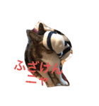 ツンデレ猫サマ（個別スタンプ：14）