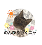 ツンデレ猫サマ（個別スタンプ：17）