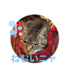 ツンデレ猫サマ（個別スタンプ：18）