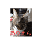 ツンデレ猫サマ（個別スタンプ：19）