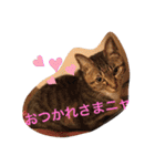 ツンデレ猫サマ（個別スタンプ：20）