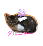 ツンデレ猫サマ（個別スタンプ：26）