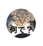 ツンデレ猫サマ（個別スタンプ：27）