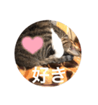 ツンデレ猫サマ（個別スタンプ：31）
