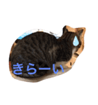 ツンデレ猫サマ（個別スタンプ：32）