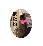 ツンデレ猫サマ（個別スタンプ：34）