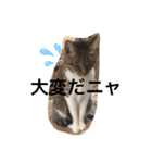 ツンデレ猫サマ（個別スタンプ：38）