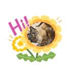 ぶさかわチビちゃん（個別スタンプ：16）