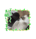 ぶさかわチビちゃん（個別スタンプ：21）