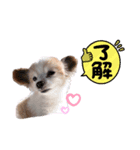 武田家のまろん（個別スタンプ：1）