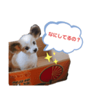 武田家のまろん（個別スタンプ：2）