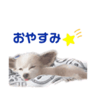武田家のまろん（個別スタンプ：5）