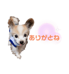 武田家のまろん（個別スタンプ：7）