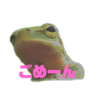 庭のカエル 2（個別スタンプ：3）