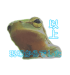 庭のカエル 2（個別スタンプ：9）