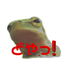 庭のカエル 2（個別スタンプ：10）