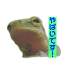 庭のカエル 2（個別スタンプ：13）