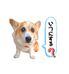 コーギー のイヴくん②（個別スタンプ：12）