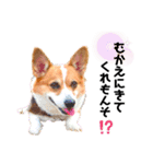 コーギー のイヴくん②（個別スタンプ：13）