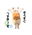 コーギー のイヴくん②（個別スタンプ：15）
