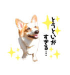 コーギー のイヴくん②（個別スタンプ：21）