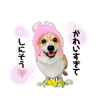 コーギー のイヴくん②（個別スタンプ：28）