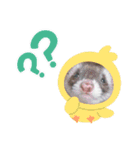 うちのいたちーず（個別スタンプ：12）