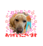 ウチのレオ君（個別スタンプ：2）