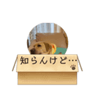 ウチのレオ君（個別スタンプ：3）