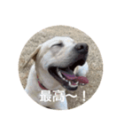 ウチのレオ君（個別スタンプ：7）