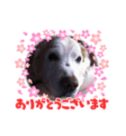 ダンシンスタンプ（個別スタンプ：4）