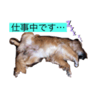 ダンシンスタンプ（個別スタンプ：8）