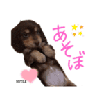 ダックスCREA＆RUTILE（個別スタンプ：5）