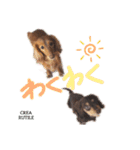 ダックスCREA＆RUTILE（個別スタンプ：12）