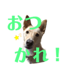 My Ricky 1（個別スタンプ：14）